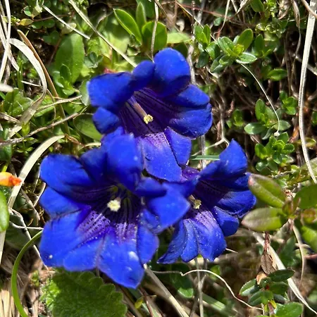 & Schwarzenbacher Sonja & Konrad Kleinarl