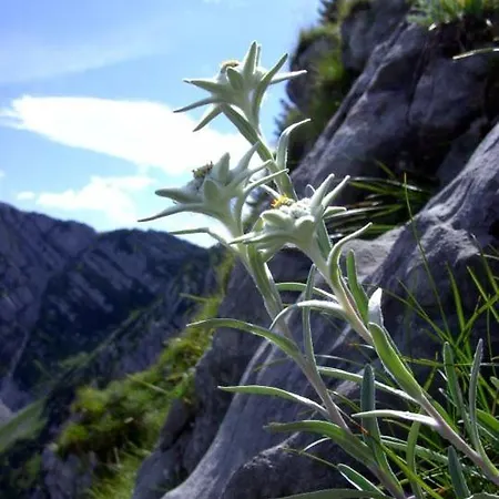 & Schwarzenbacher Sonja & Konrad 3* Kleinarl